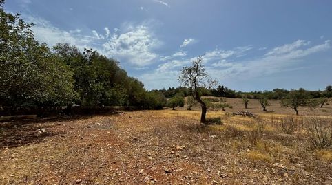 Foto 3 de Terreny en venda a Diseminado Poligono 9, 55, S'Alquería Blanca - Calonge, Santanyí