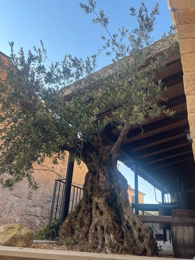 Local de lloguer en Cervià de Les Garrigues amb Aire condicionat, Moblat i Internet