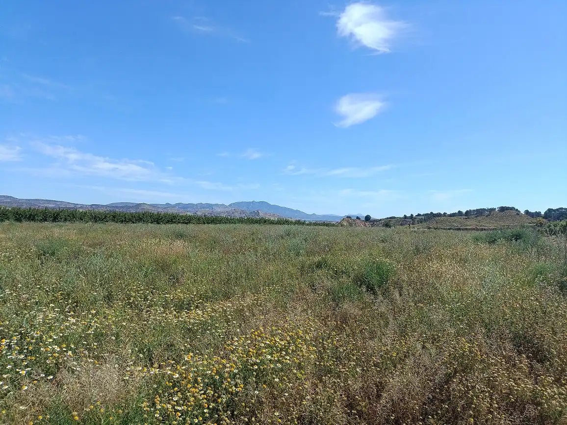 Lands and plots for sale in Mula, imagen 11