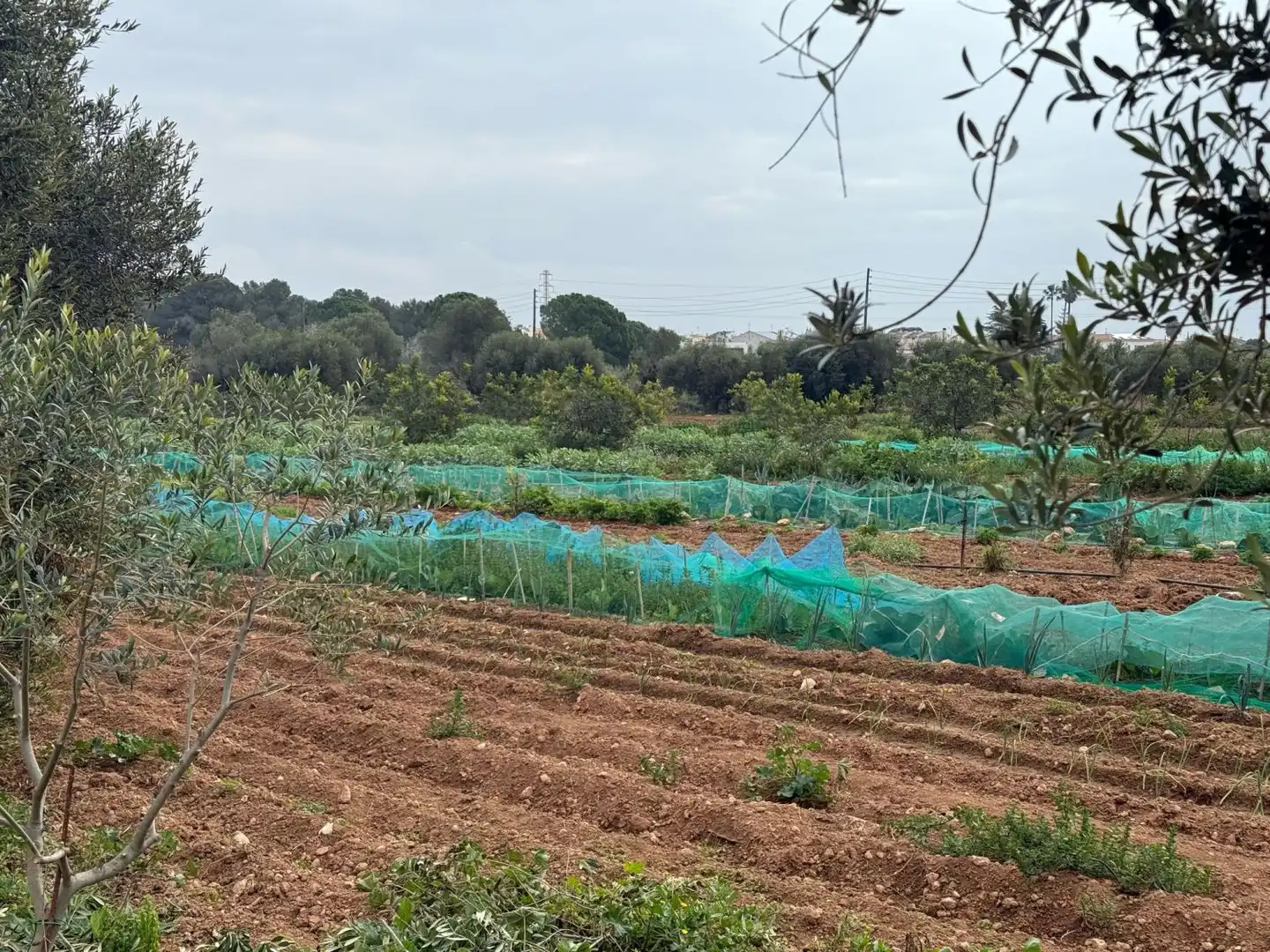 Finca rústica en venda a Altafulla