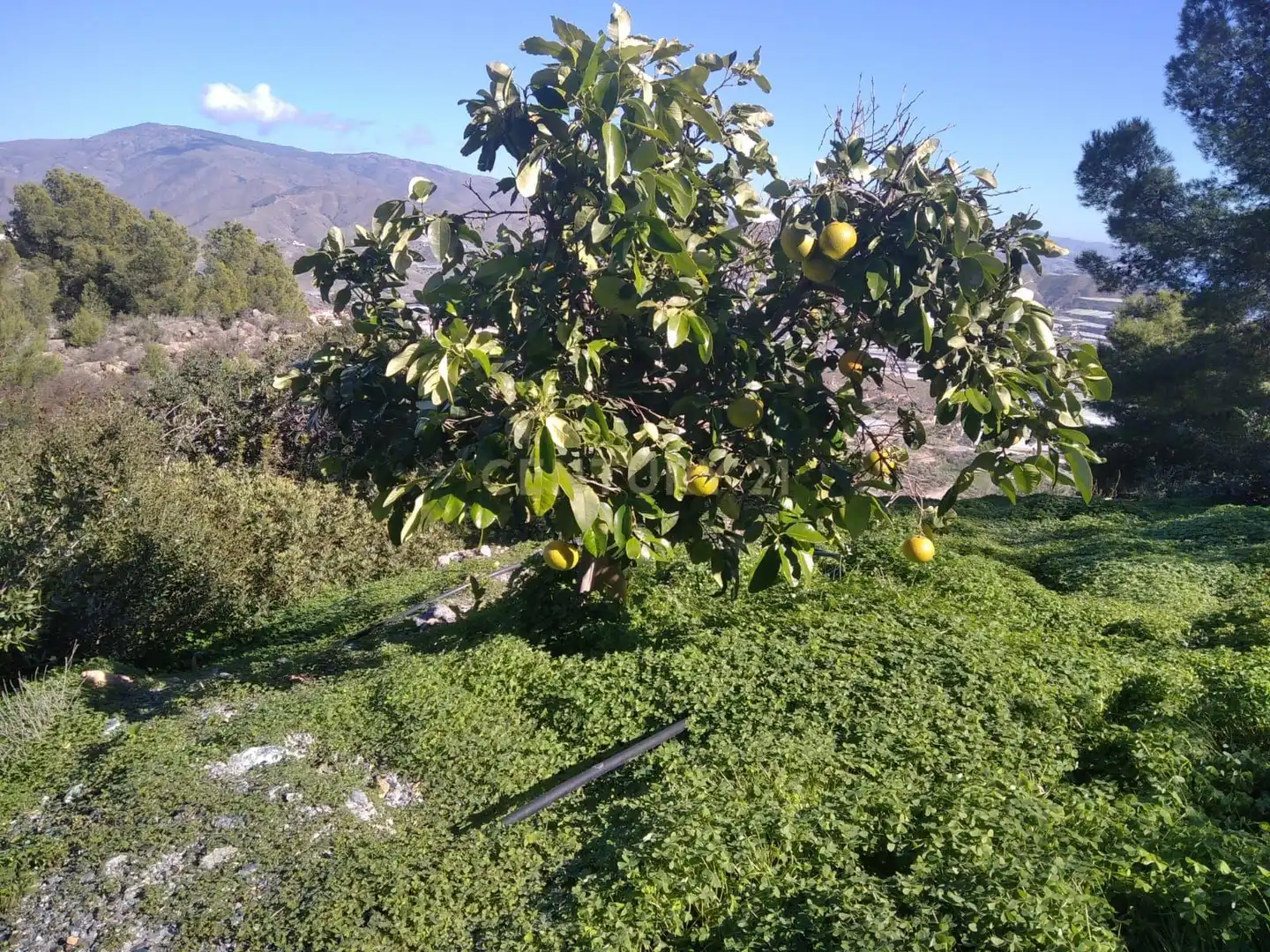 Terreni e lotti in vendita a PHPX+WF Gualchos, Spain, imagen 7
