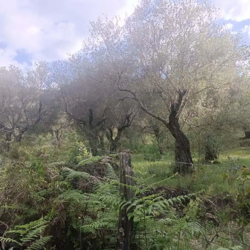 Finca rústica en venta en Aracena