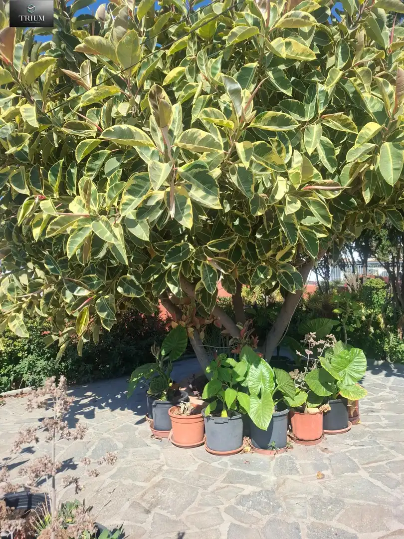 Jardí de Casa o xalet en venda en Almuñécar