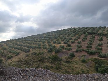 Terreno rustico in vendita a La Carolina