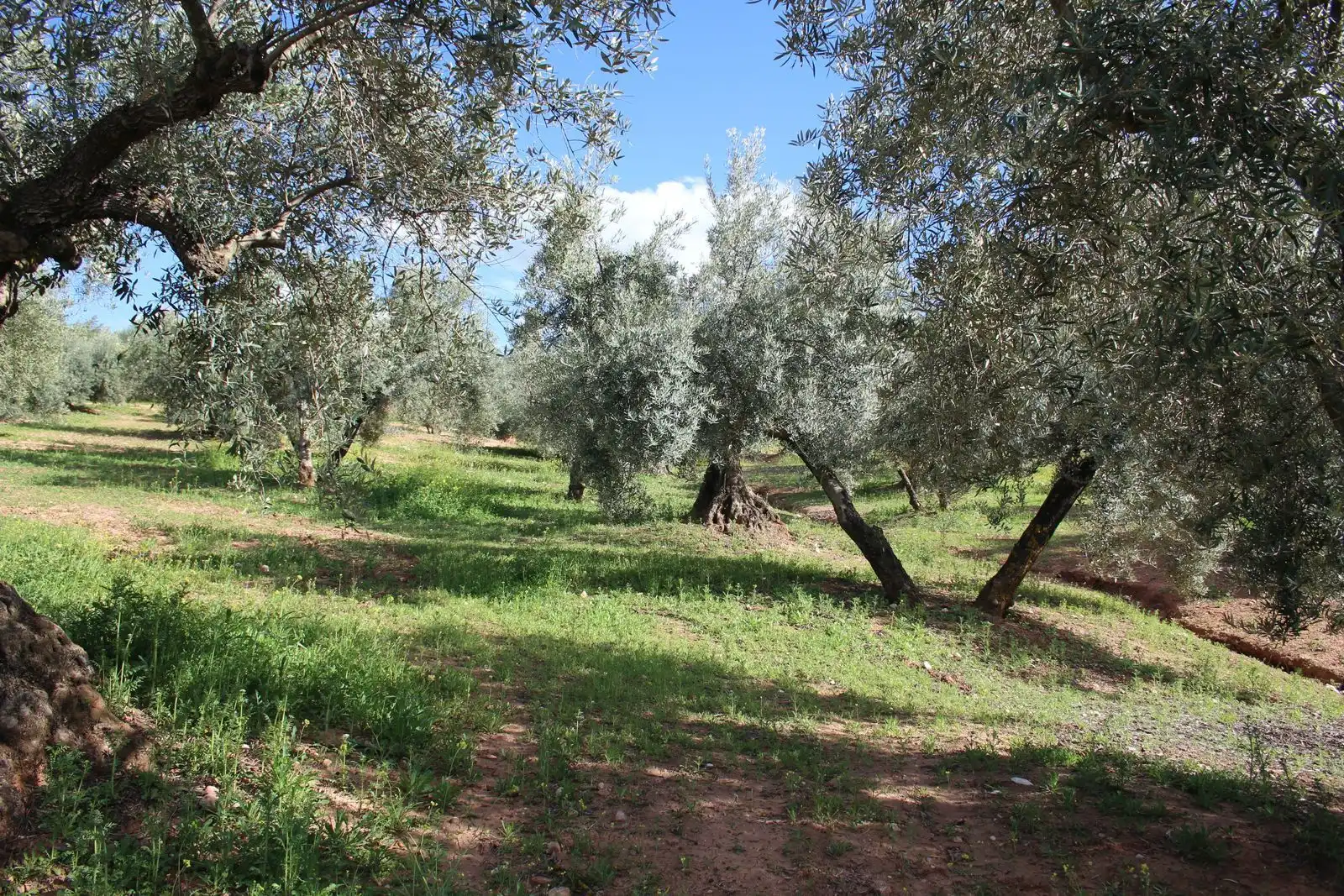 Terreno rustico in vendita a Calicasas, imagen 9