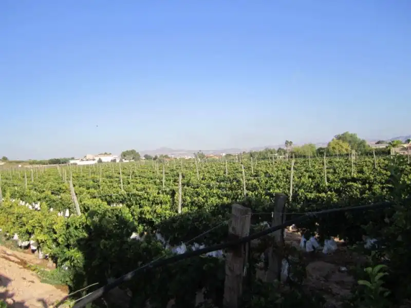 Rural land for sale in Novelda, imagen 5