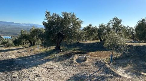 Finca de olivar 76 matas camino Cordoba, immagine 3