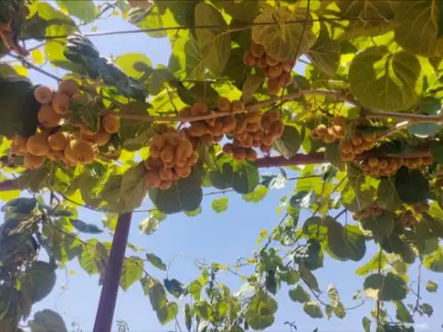 Casa rústica amb jardí en venda a Carretera Narila 1, imagen 15