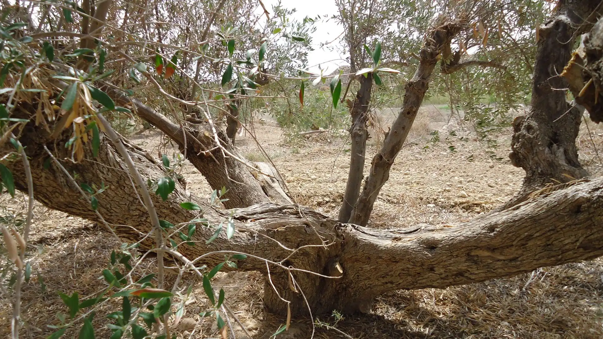 Lands and plots for sale in Abanilla, imagen 26