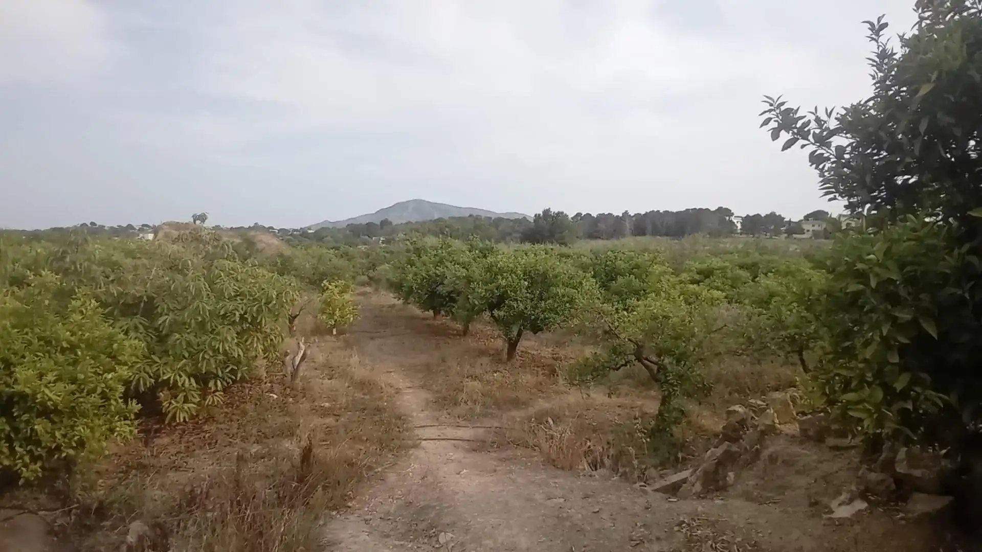 Rural land for sale in Altea ciudad, imagen 22