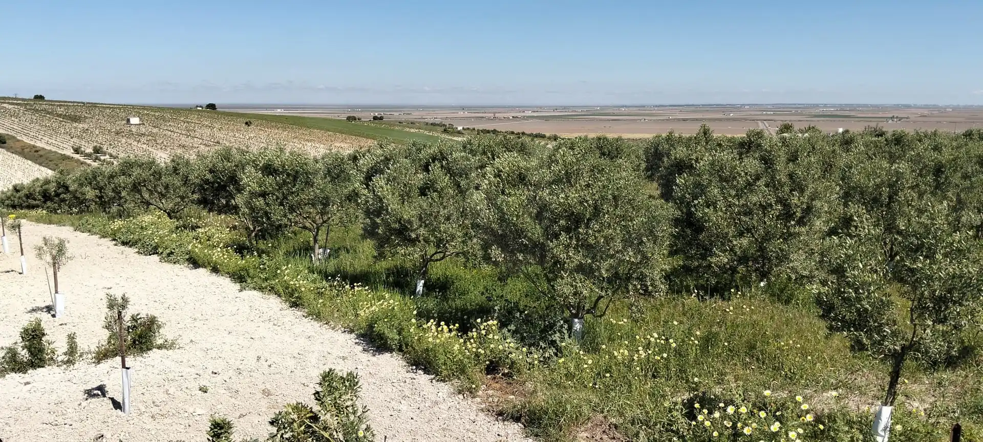Lands and plots for sale in Lebrija, imagen 6