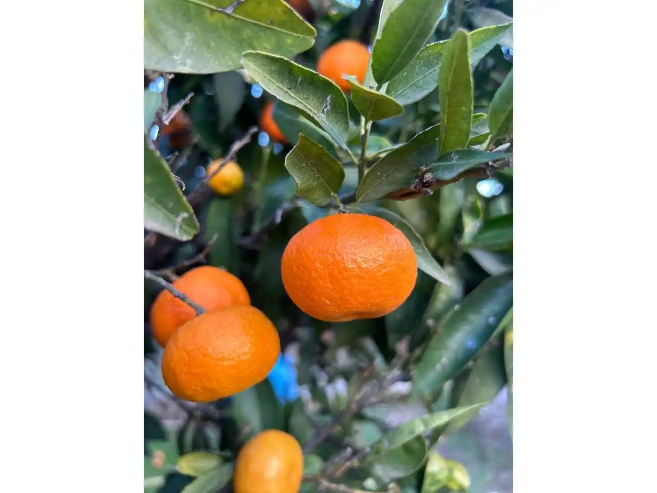 Jardí de Finca rústica en venda en Estepona amb Aire condicionat, Calefacció i Jardí privat