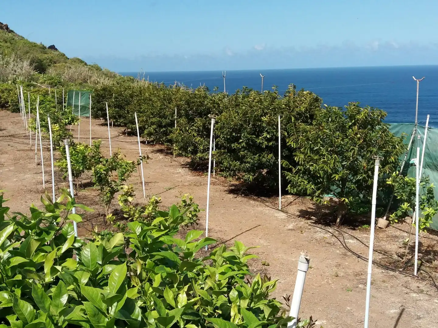 Terreno en venta en Prolongacion Primera a Carracote, 158, Buenavista del Norte