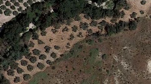 OPORTUNIDAD FINCA OLIVAR JOVEN, imagen 3