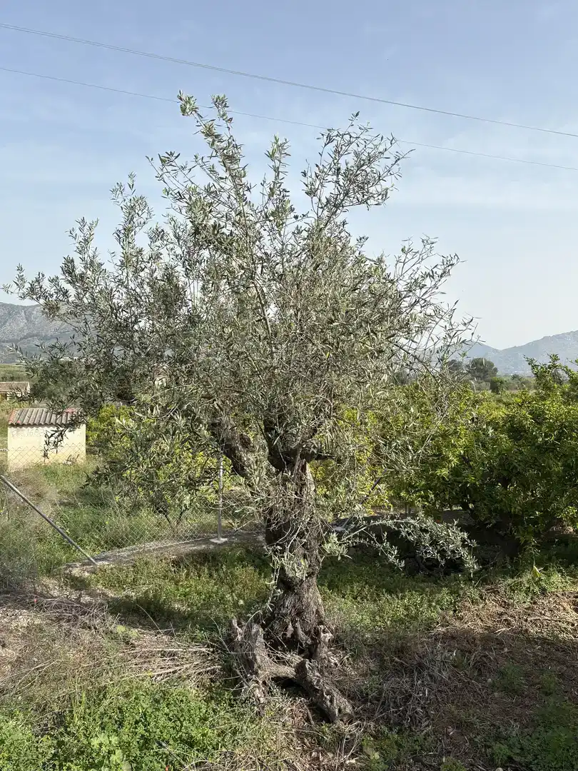 Jardí de Finca rústica en venda en Orba amb Jardí privat, Traster i Moblat