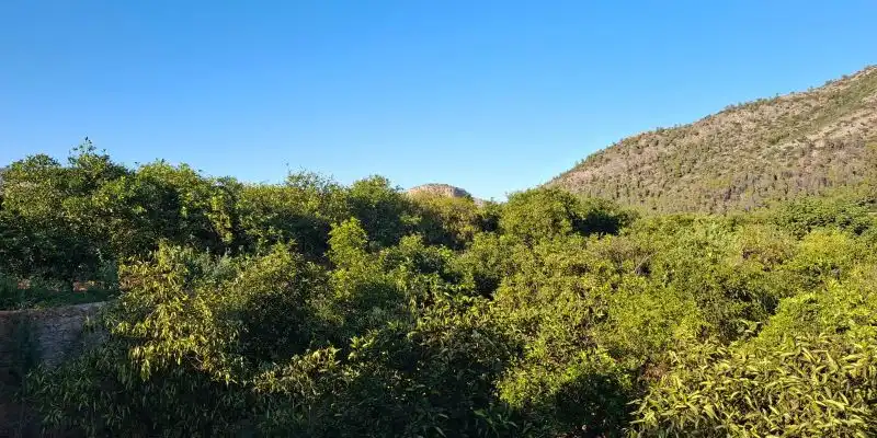 Terrain rustique à vendre à Terrenos MARXUQUERA  ALTA, imagen 15