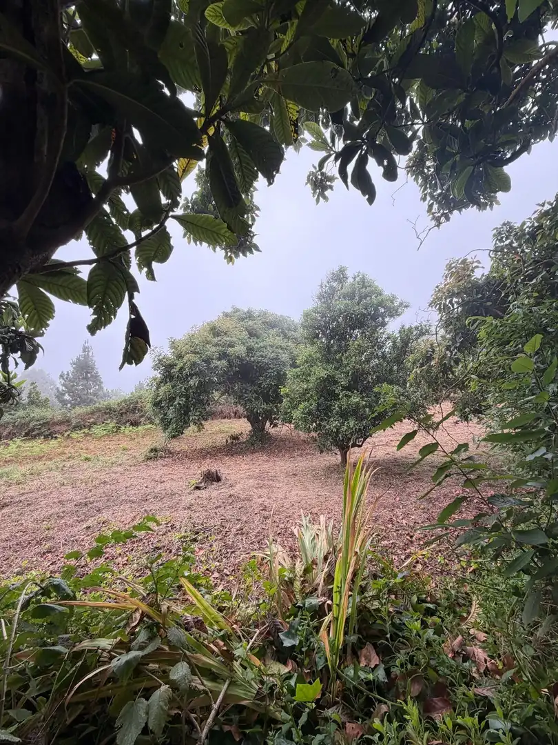 Terreno rustico in vendita a El Bebedero - Pinolere - Aguamansa, imagen 33