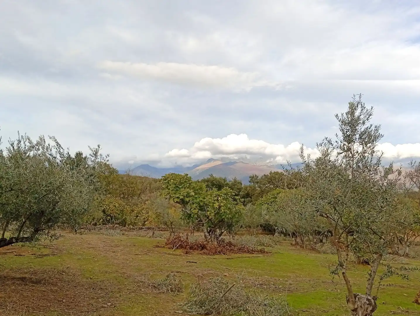 Terreni e lotti in vendita a Villanueva de la Vera, imagen 3