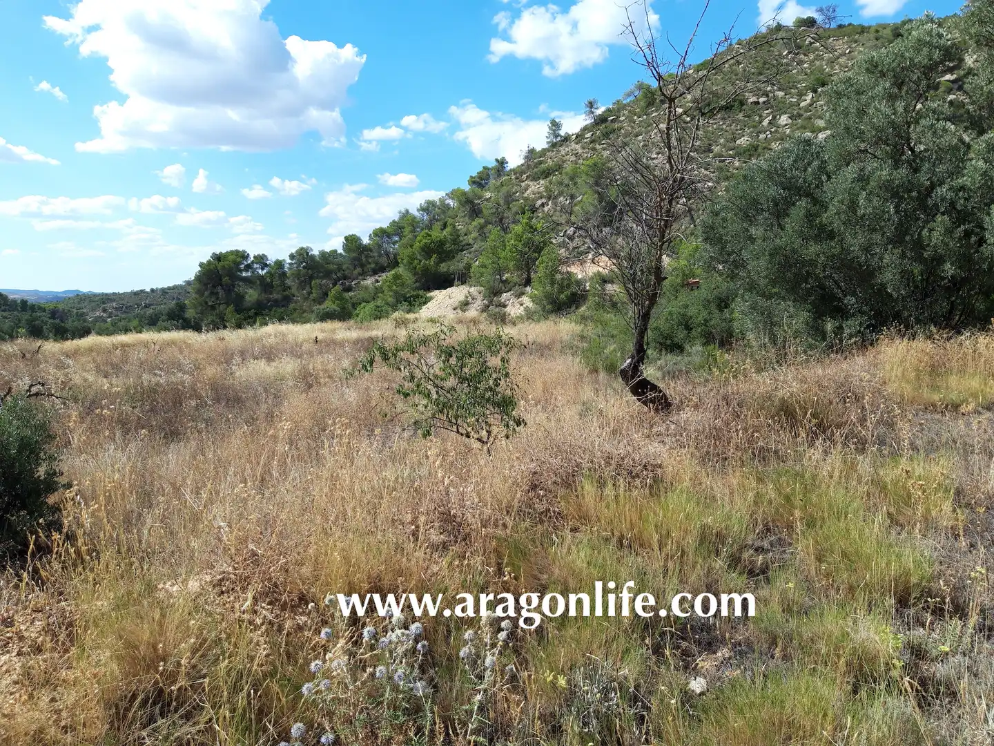 Finca rústica en venta en Fabara