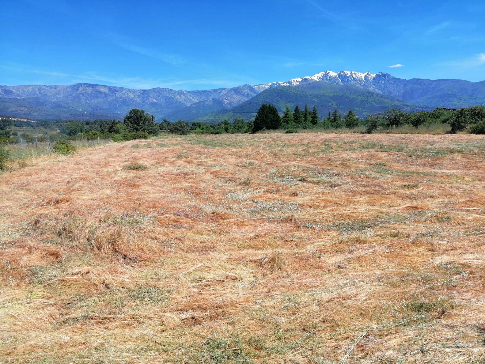 Land for sale in Madrigal de la Vera