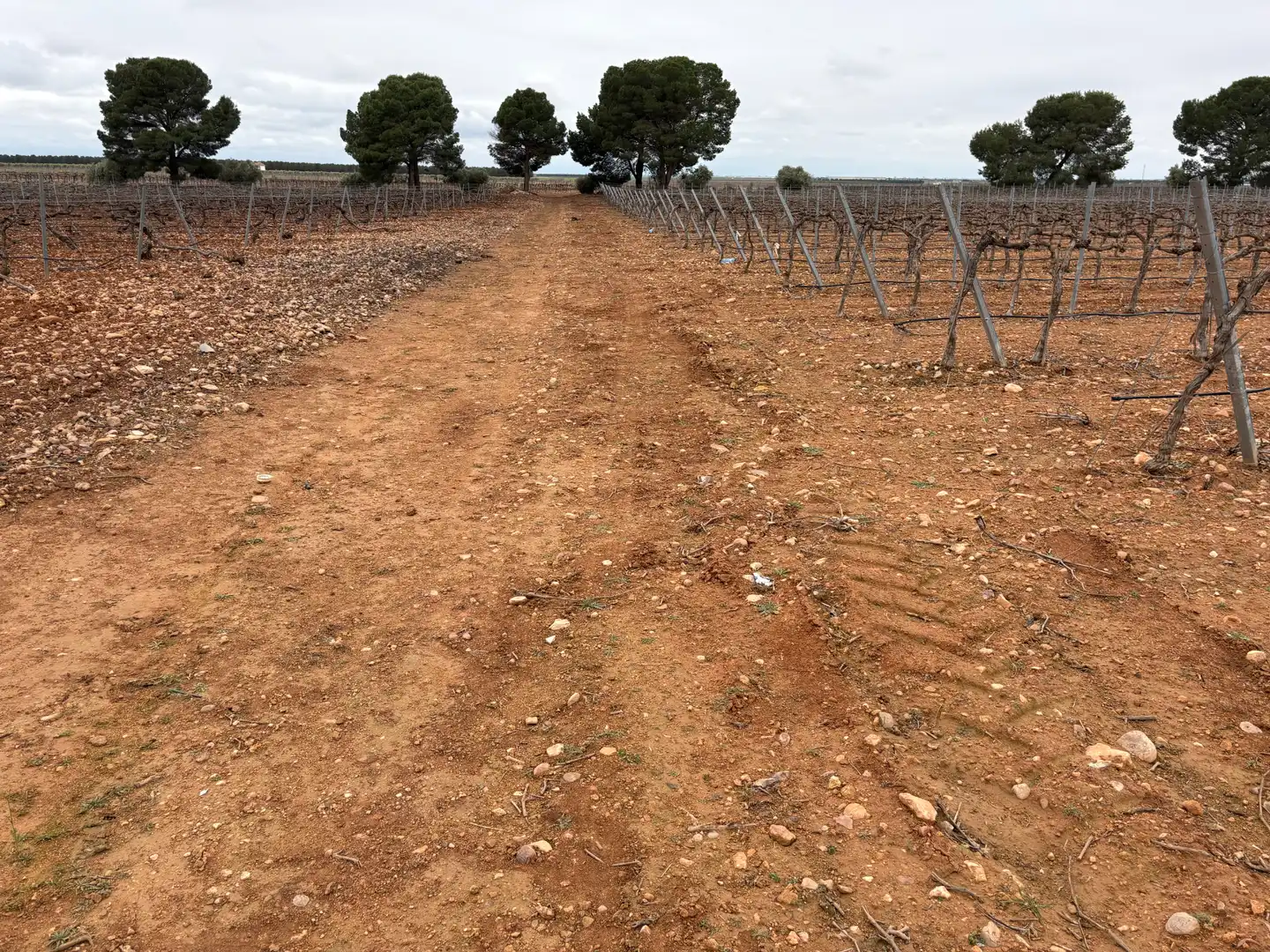 Terreno rústico en venta en Camino de Tomelloso a Villarrobledo 562, imagen 4