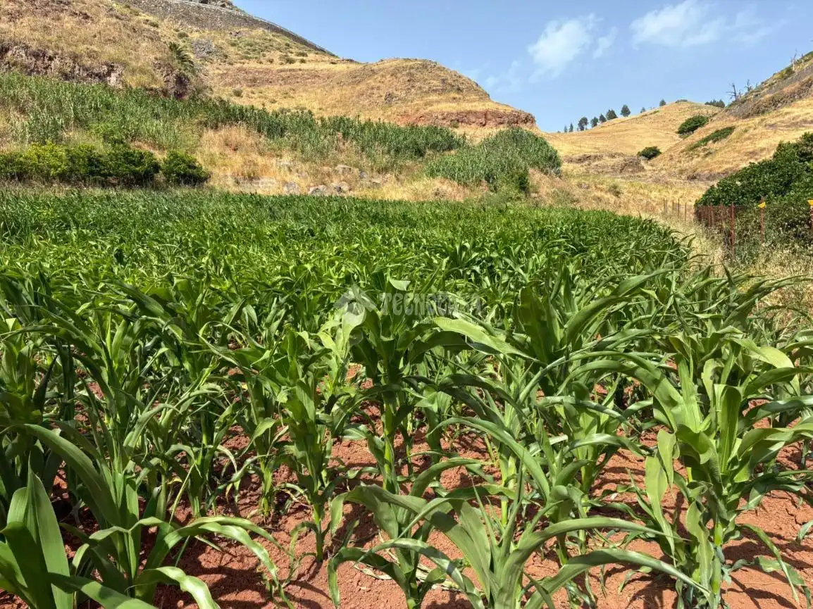 Terreno en venta en Gáldar