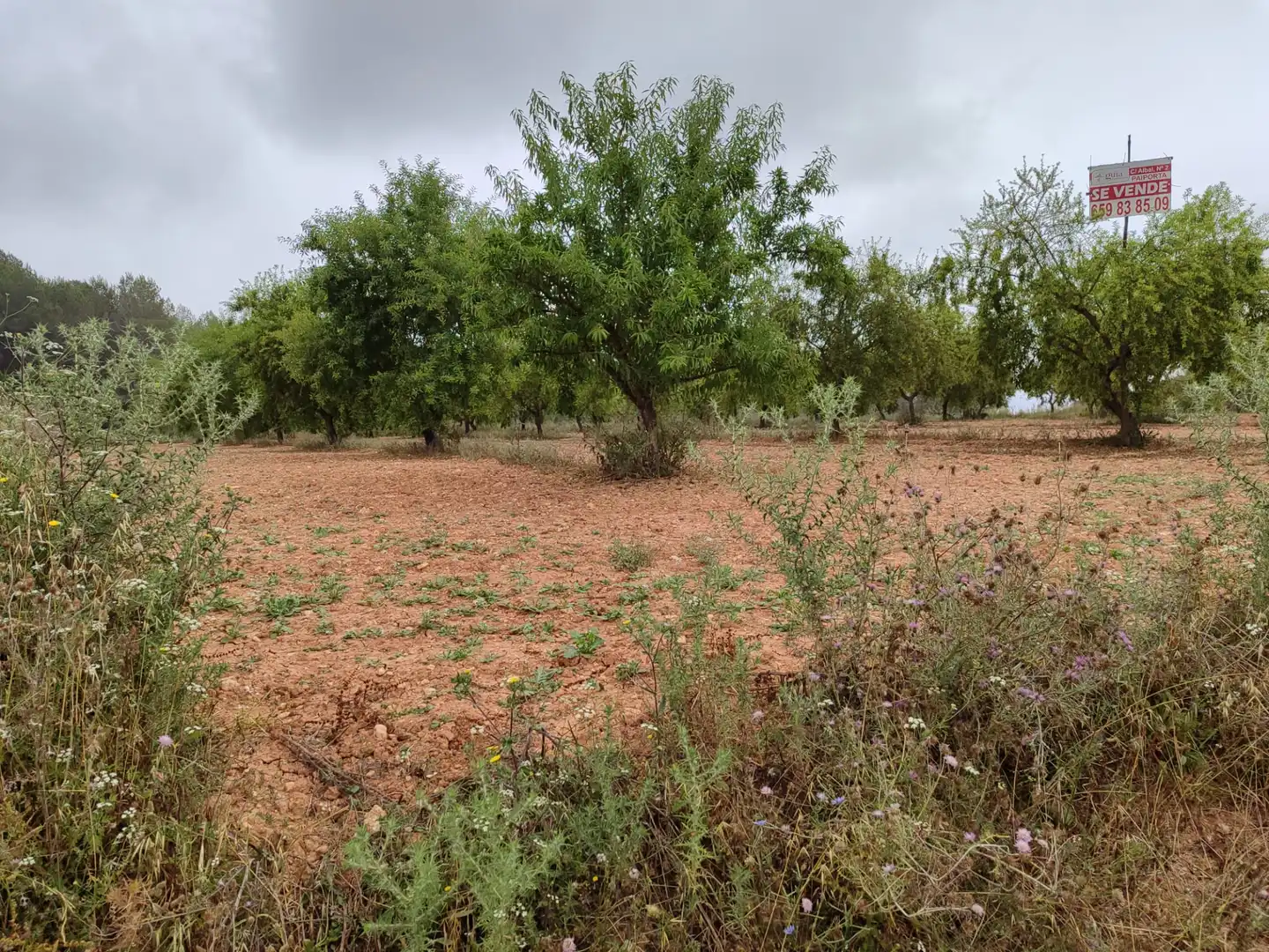Rural land for sale in Benigànim, imagen 5