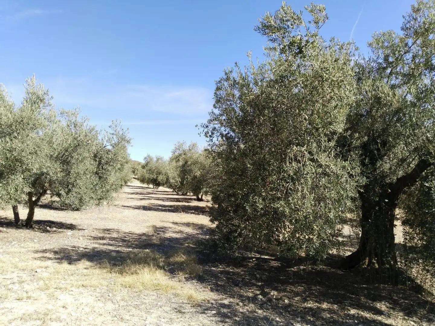 Terrenys i solars en venda a Zona de la Vega, imagen 4
