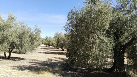 SE VENDE FINCA RÚSTICA DE OLIVAR EN LA COMARCA DE ANTEQUERA!, imatge 4