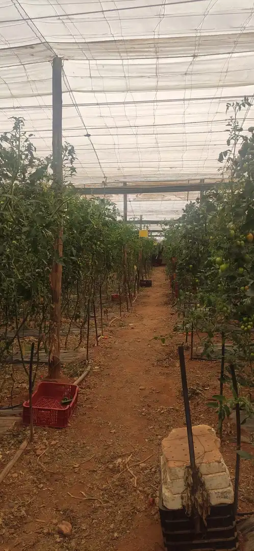 Casa rústica amb jardí en venda a Motril  ciudad, imagen 11
