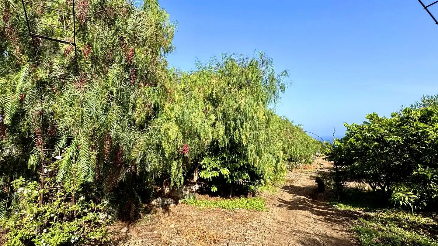 Finca rústica en venda en Buenavista del Norte amb Jardí privat i Terrassa