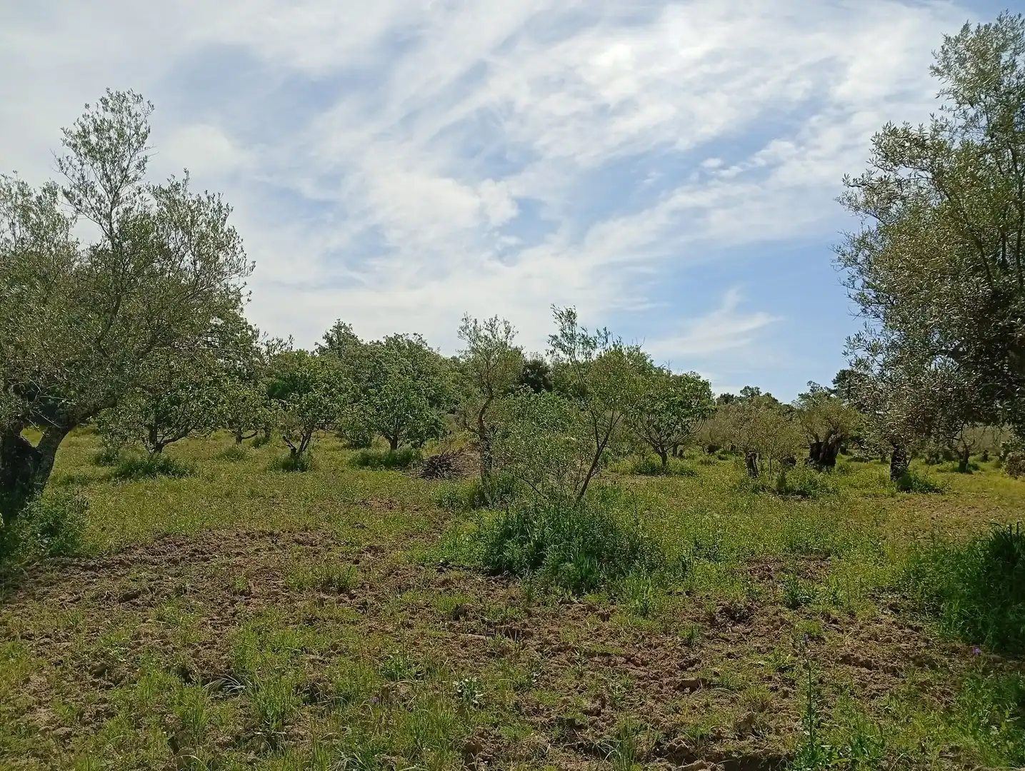 Terreni e lotti in vendita a Villanueva de la Vera, imagen 37