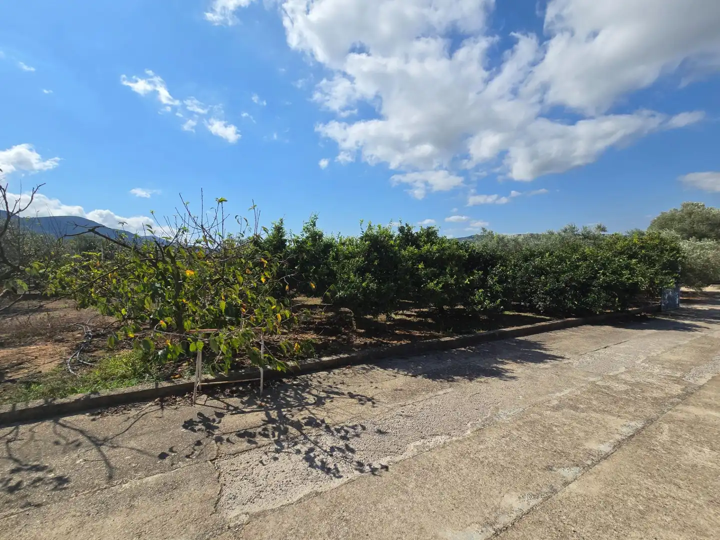 Finca rústica en venta en Freginals con Jardín privado