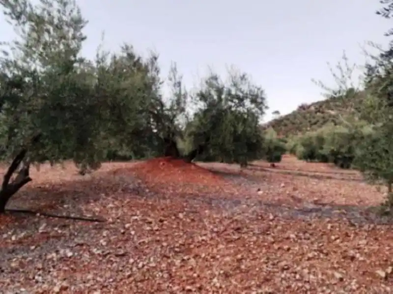 Terreni e lotti in vendita a Villanueva del Arzobispo, imagen 4