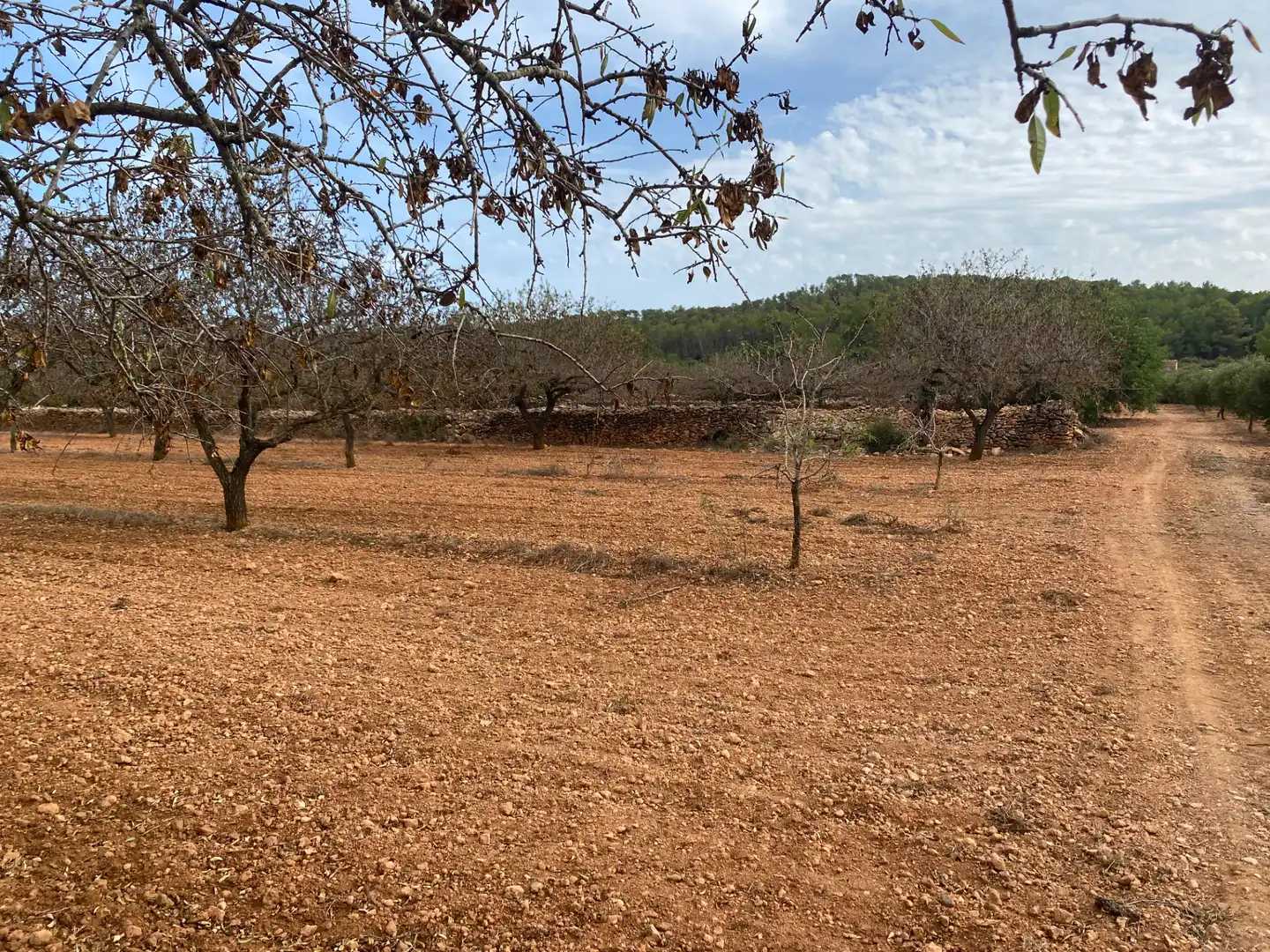 Terrain rustique à vendre à Carrer Camí de Montferri, imagen 15