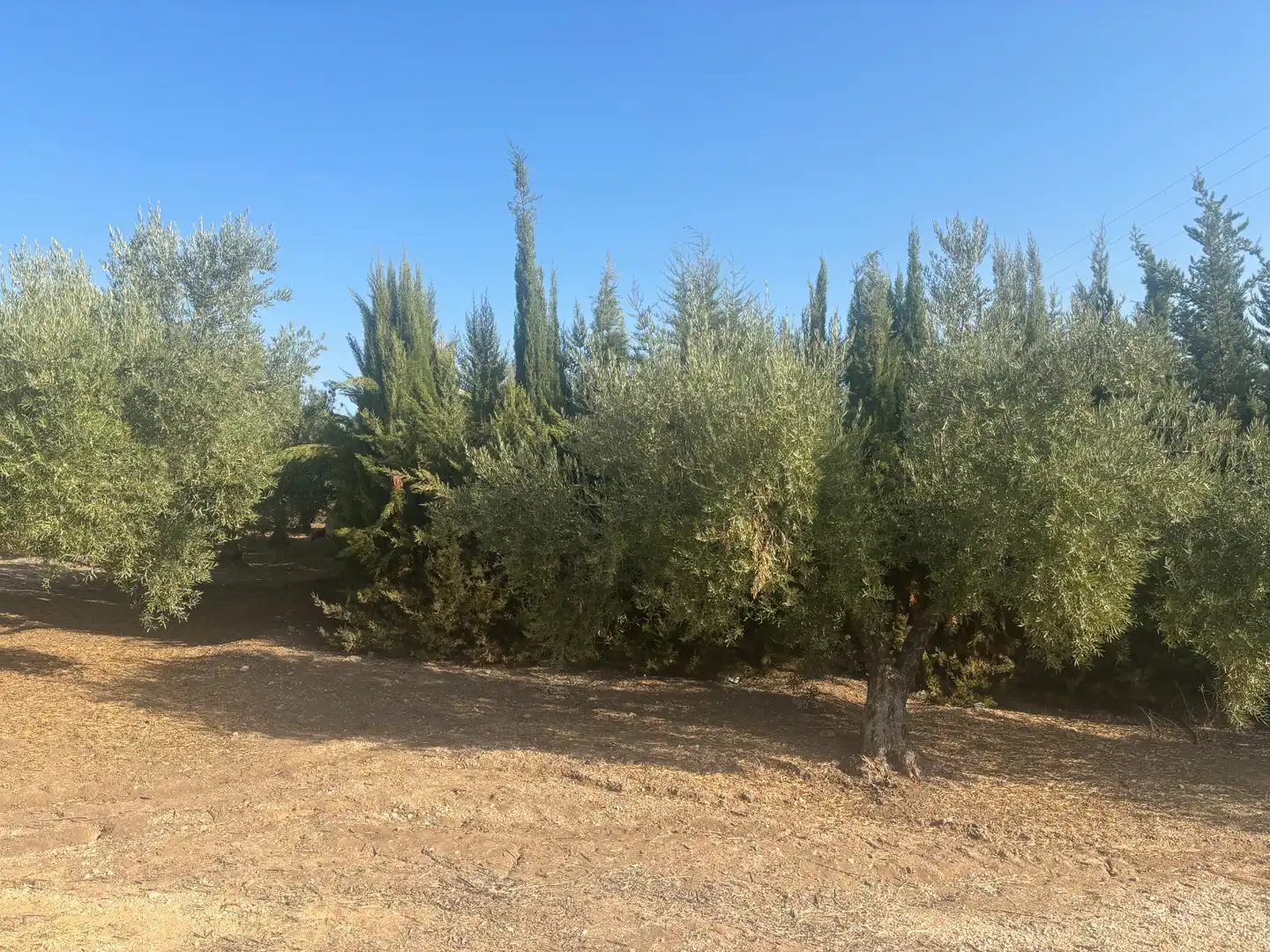 Terreno rustico in vendita a Cabra, imagen 5