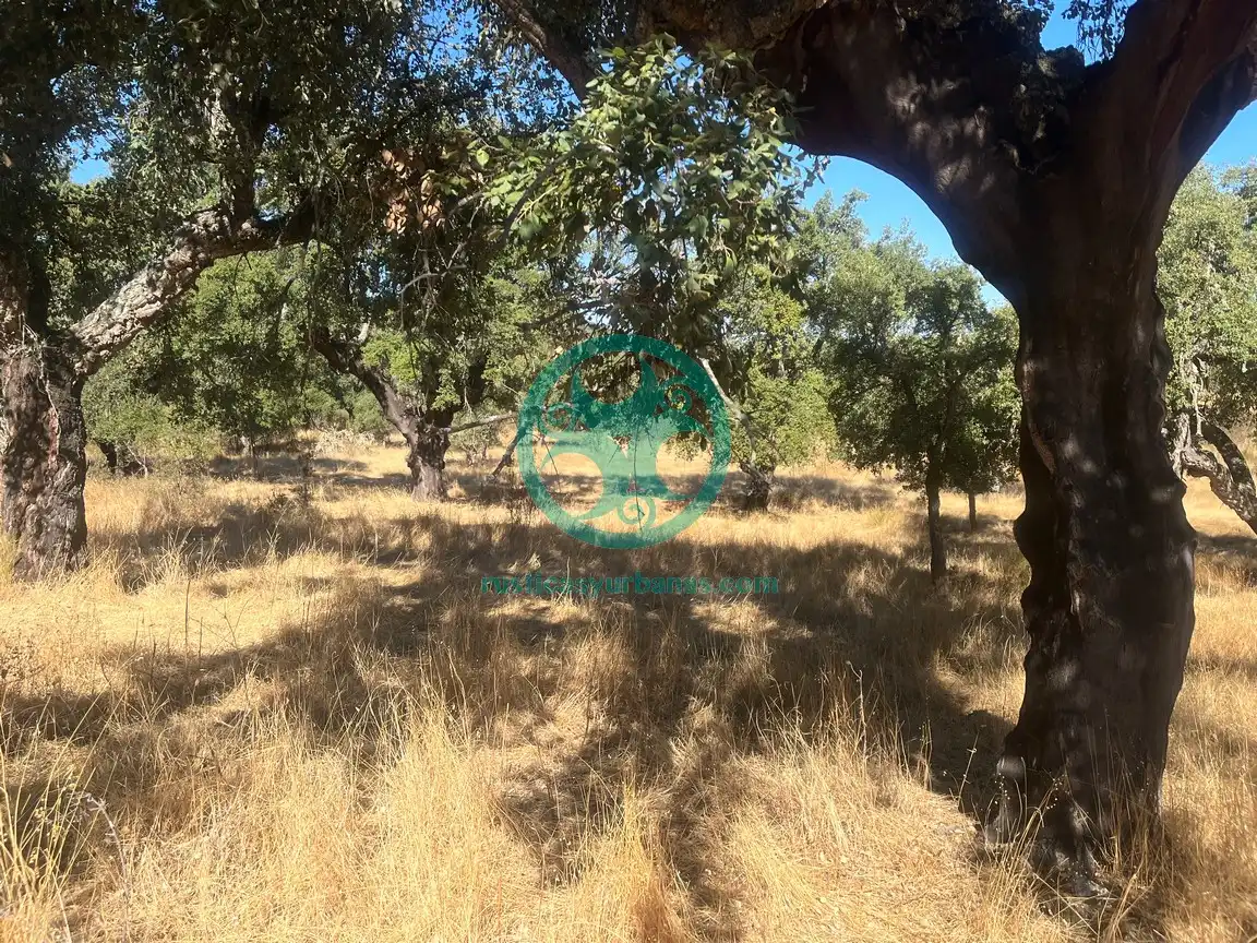 Terreni e lotti in vendita a Valdesalor - Rincón de Ballesteros, imagen 4