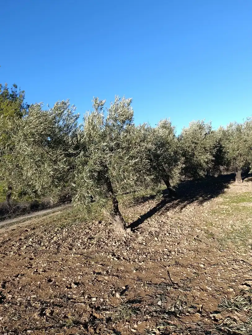Terrenys i solars en venda a Bullas, imagen 14