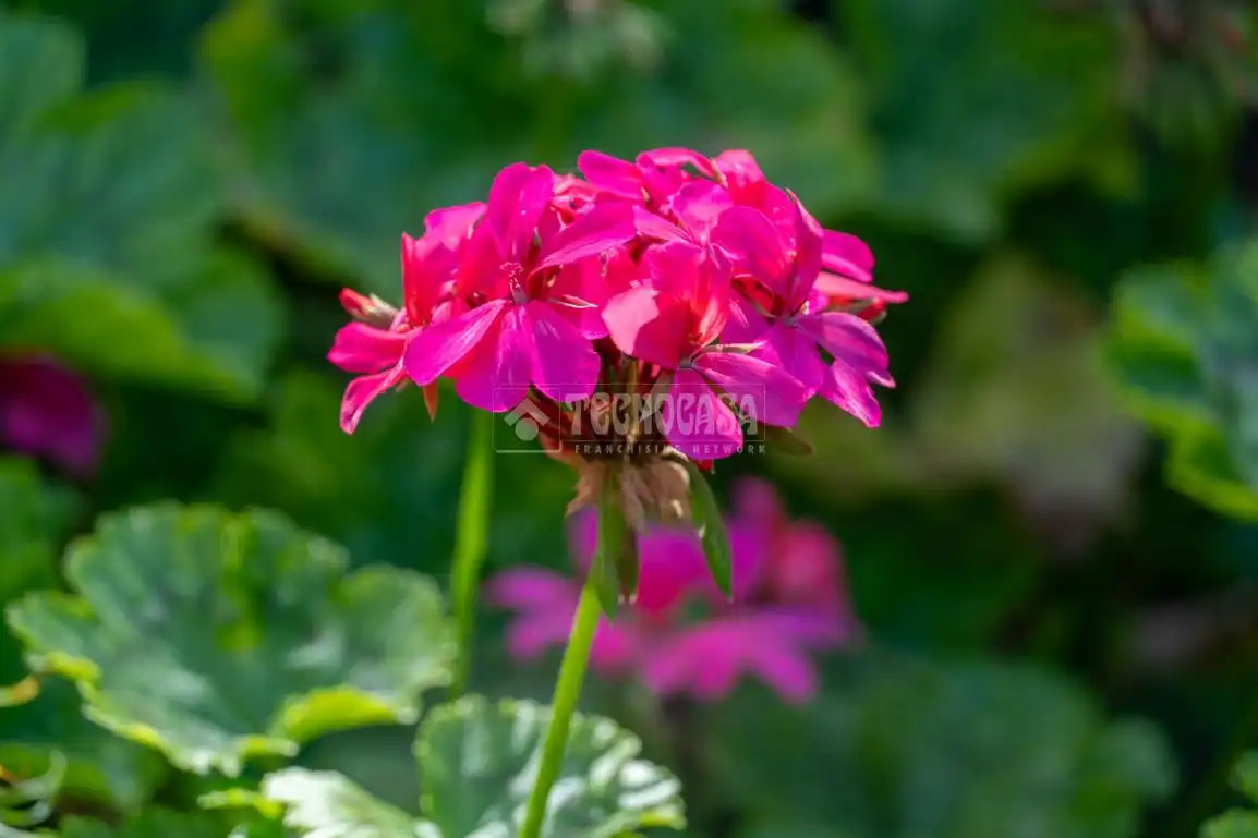 Garden of Land for sale in Icod de los Vinos