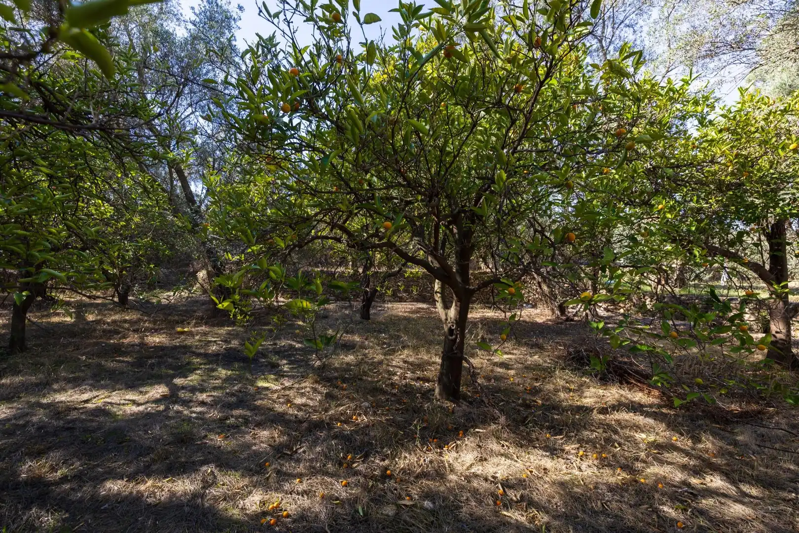 Land for sale in Lecrín