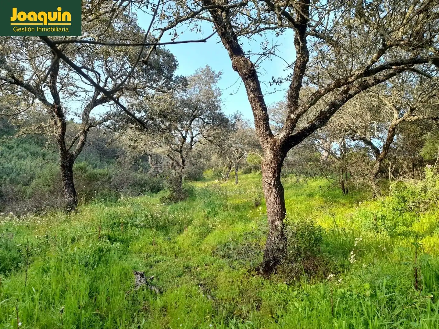 Terreno en venta en Obejo