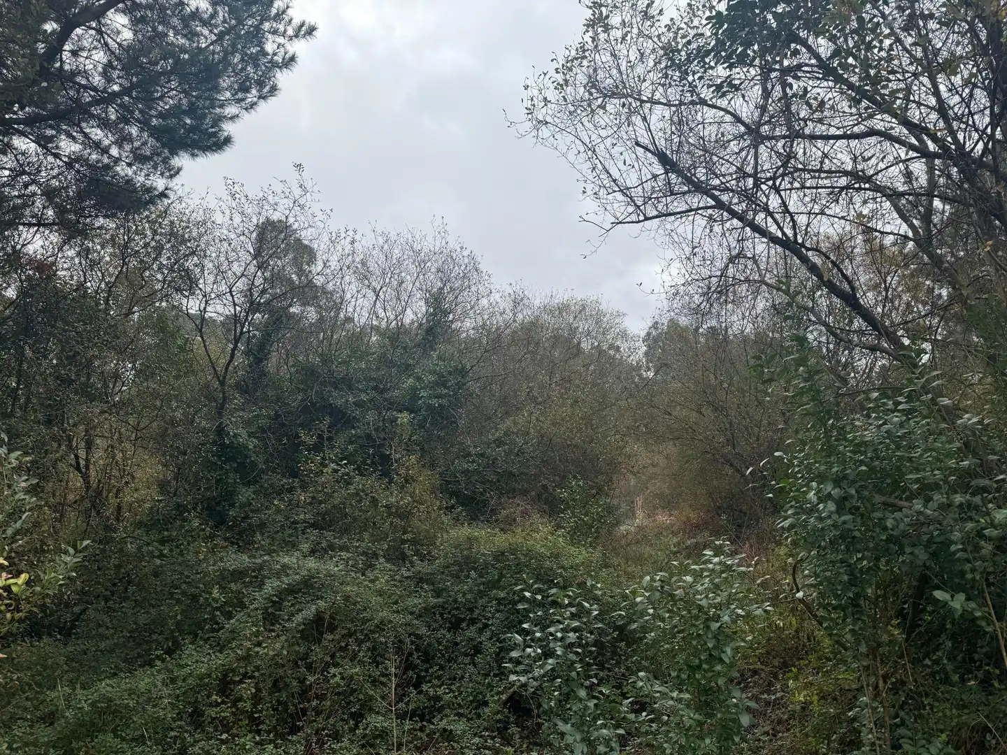 Terreny rústic en venda a Sopela, imagen 2