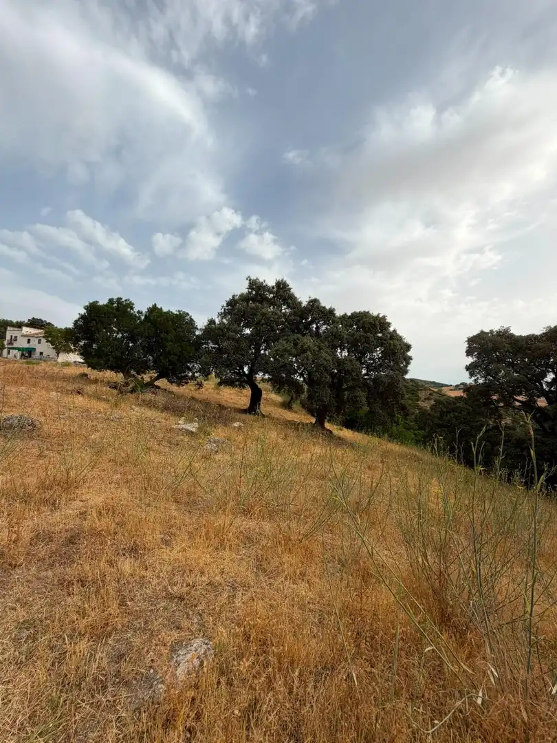 Rural land for sale in Morón de la Frontera, imagen 6