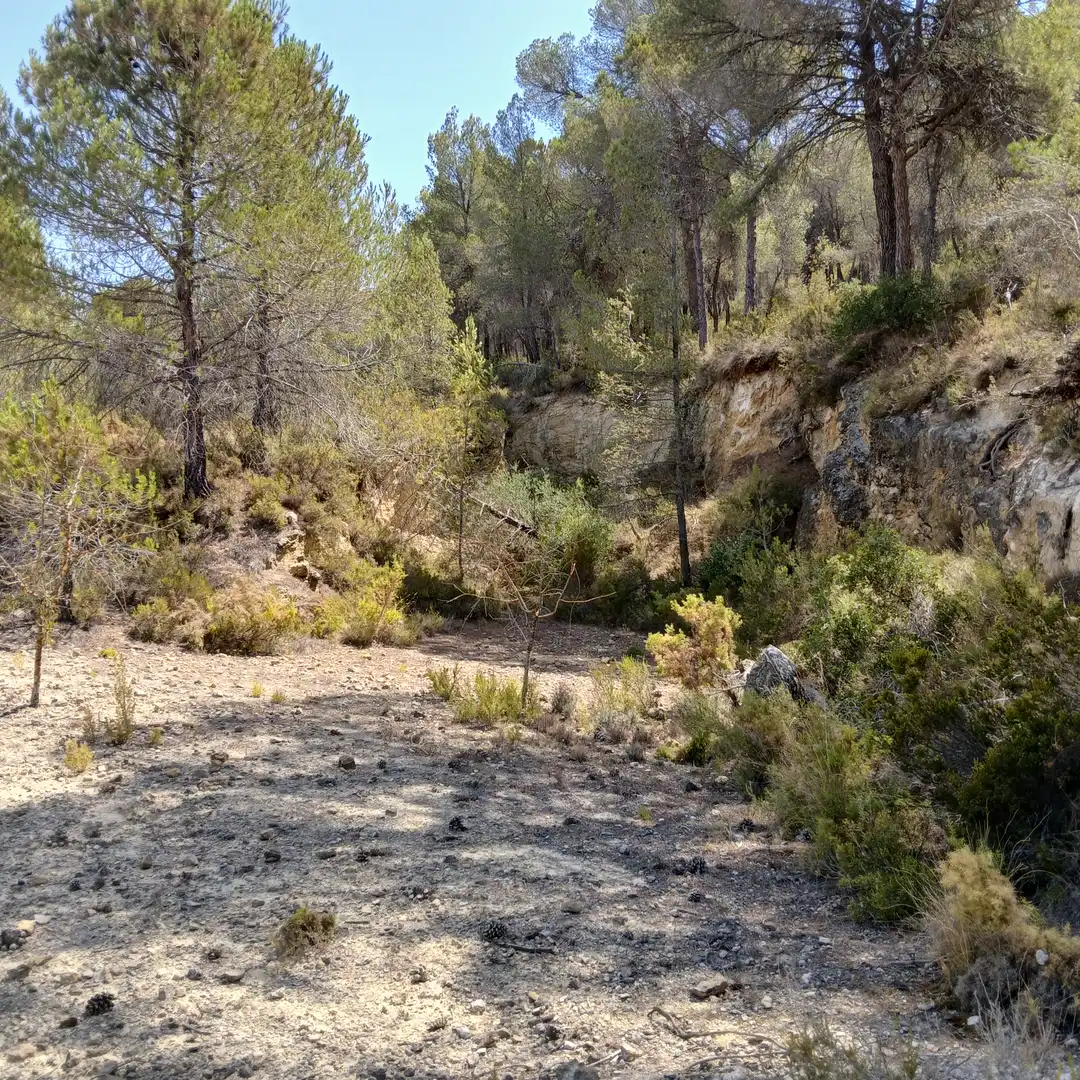 Terreny rústic en venda a Biar, imagen 4