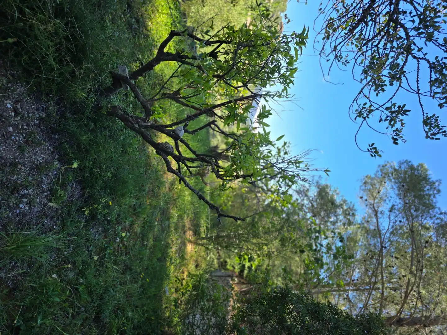 Casa o xalet en venda en Mancor de la Vall amb Terrassa, Traster i Piscina
