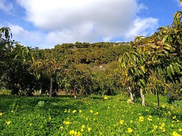 Terreny rústic en venda a Parcela El Molinillo