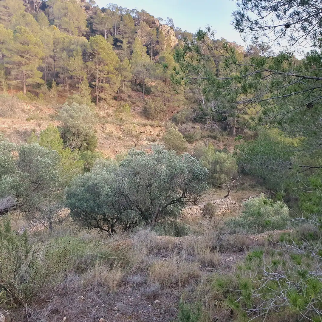 Rustikales Grundstück zum Verkauf in El Pinell de Brai, imagen 23