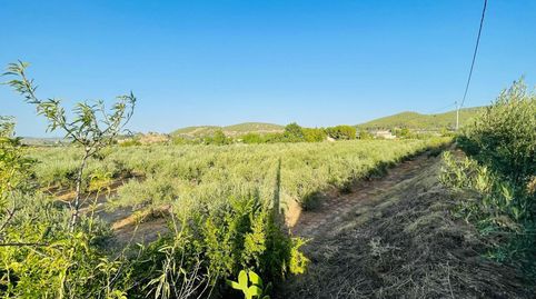 FINCA REGADIO PLENA PRODUCCION, immagine 4