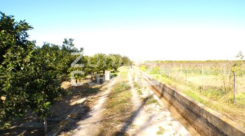 Magnífica Finca de Naranjos en Plena Producción., imagen 5