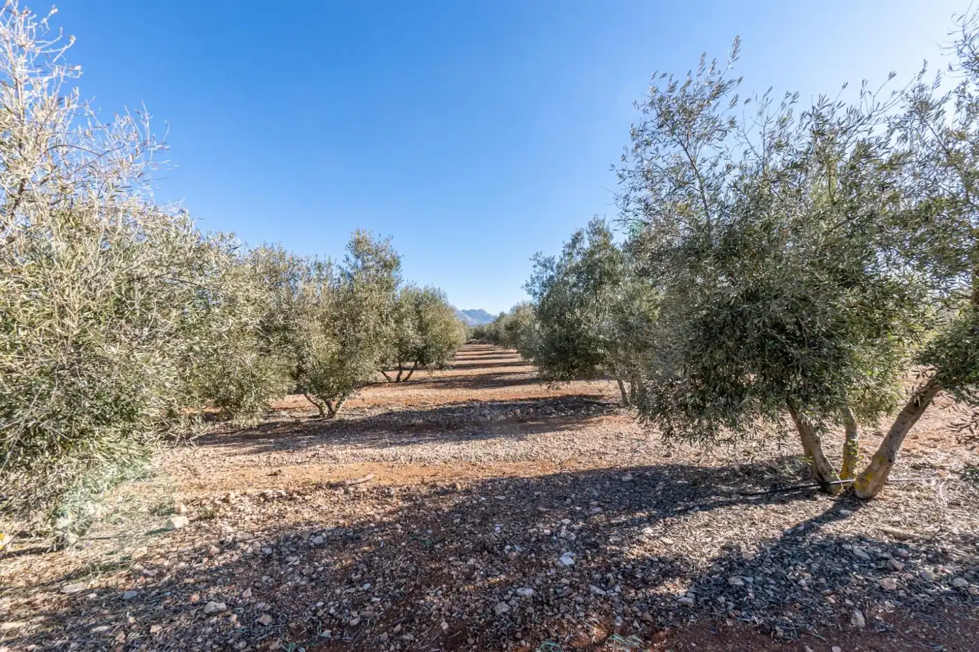 Terreni e lotti in vendita a Pago cortijo de las Monjas, imagen 18